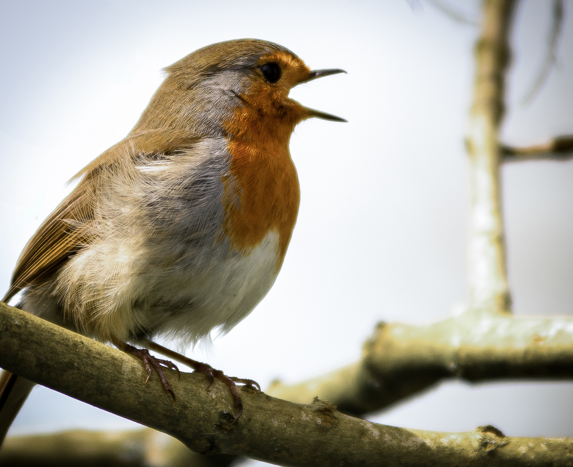 Old time hymn with cardinal at bird feeder｜TikTok Search