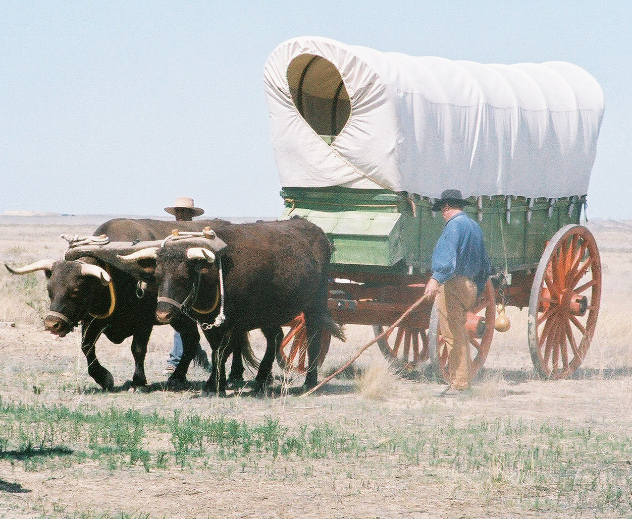 pioneer covered wagon oxen